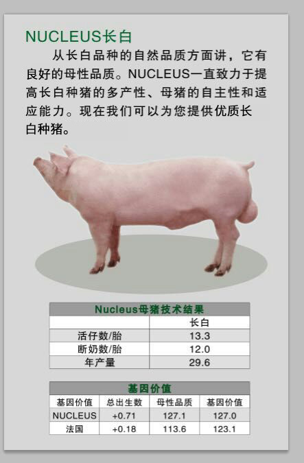 NUCLEUS 長(zhǎng)白